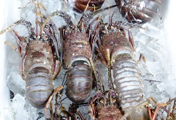 活用方法イメージ